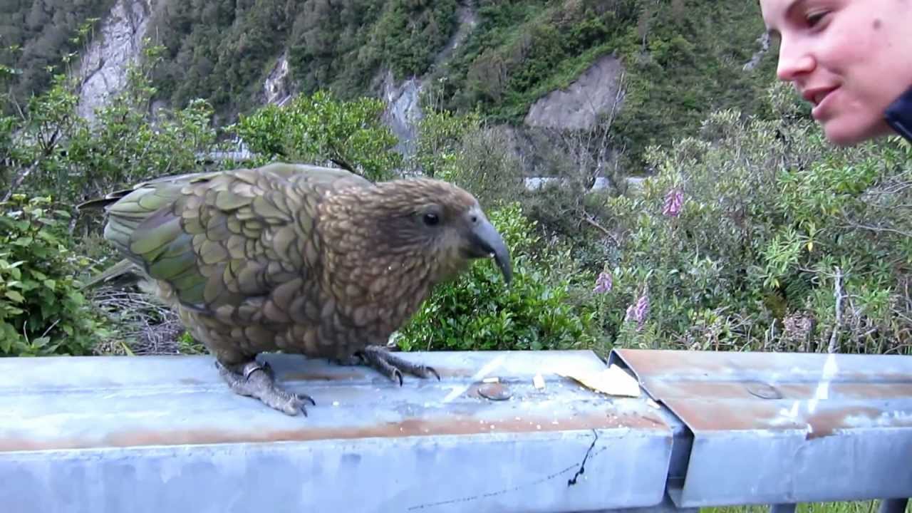 kea eating chips