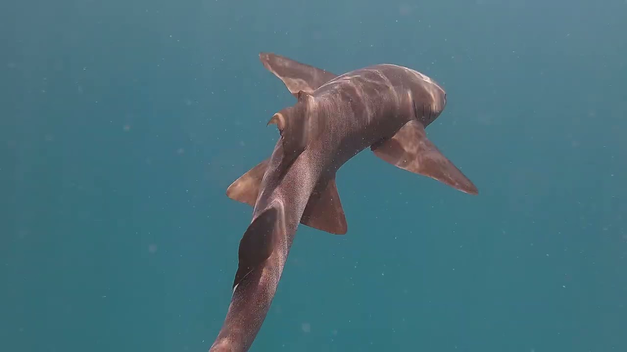 San Blas Snorkeling