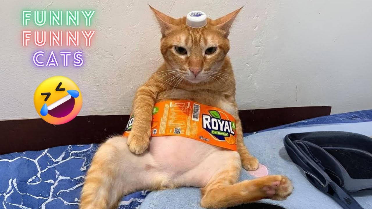 Cats Doing The Funniest Things Ever 😂 | Adorable Reactions 2025