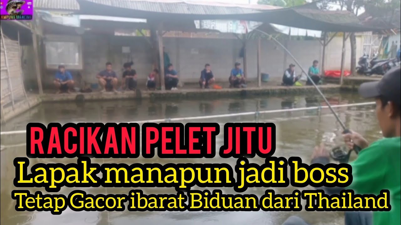 UMPAN IKAN MAS JITU TERGACOR‼️LAPAK MANA SAJA PELAMPUNG BISA GOYANG KAYA BIDUAN DARI THAILAND