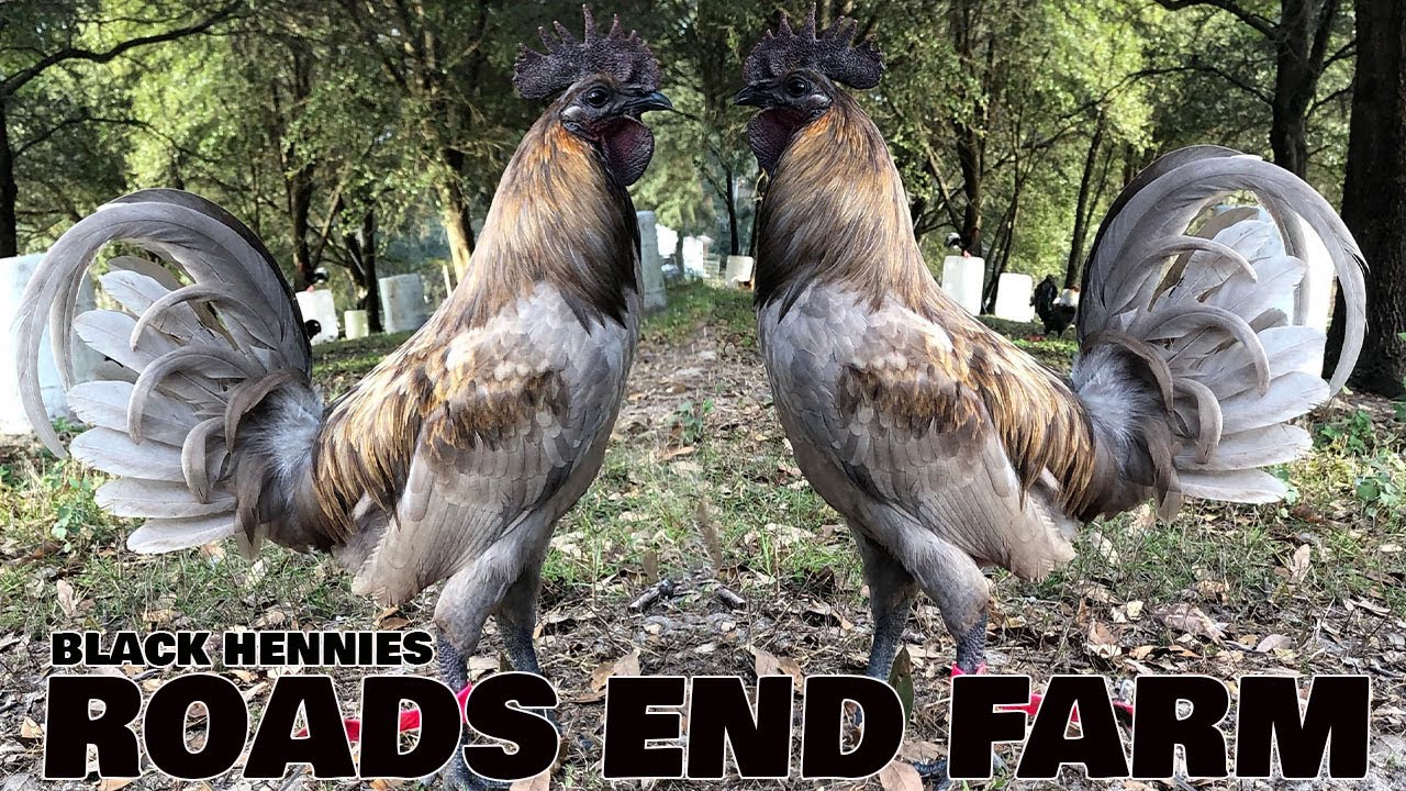 Красивая черная японская кружка Hennie Miner Blue ROADS end Farm - Farm Visit