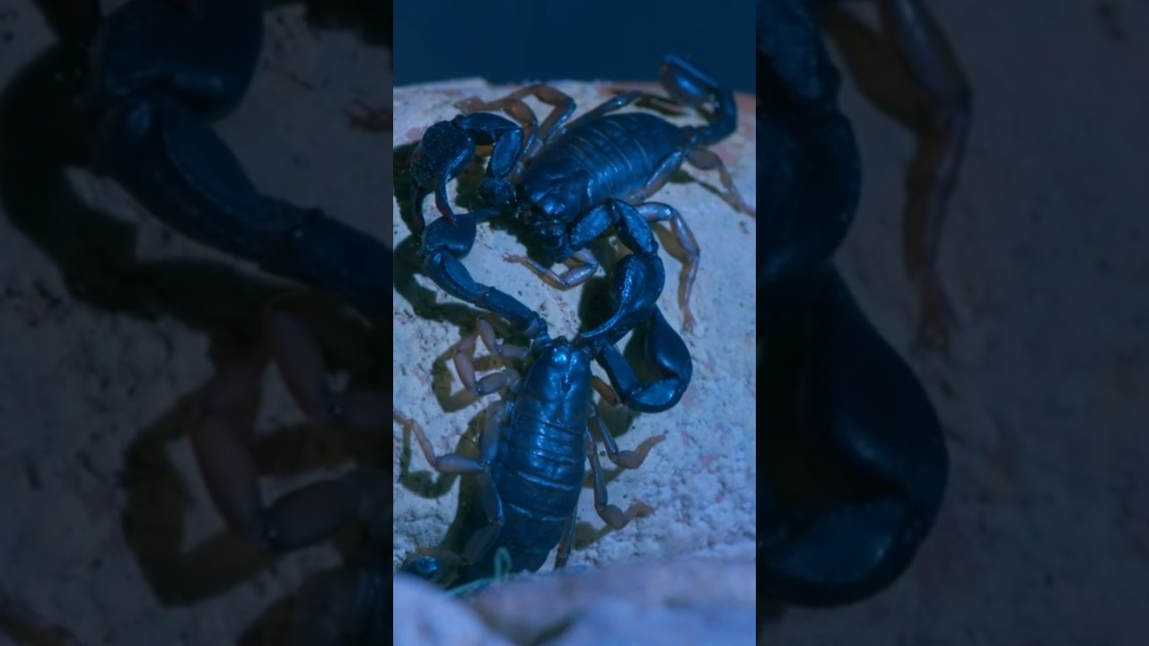Scorpion Mating Is&hellip; Interesting #insects #nature #reproduction