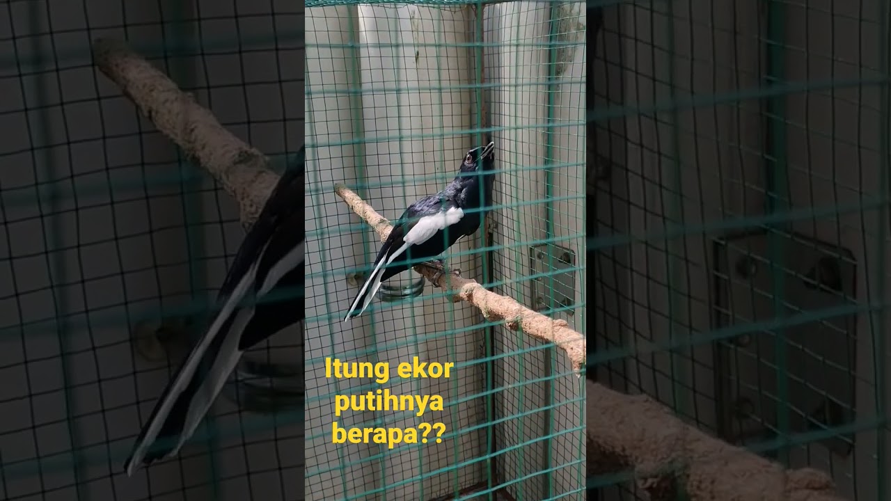 ITUNG EKOR PUTIHNYA BERAPA??? DR KACER TERBARU