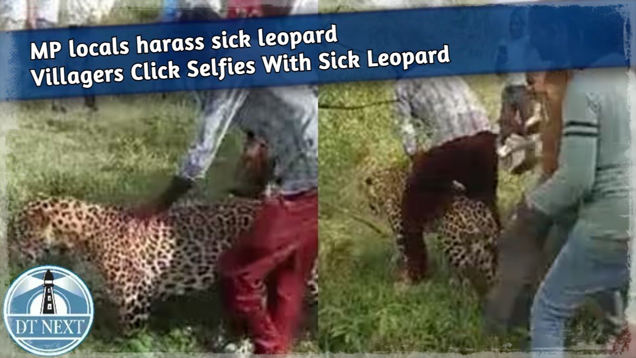 MP locals harass sick leopard : Villagers Click Selfies With Sick Leopard | DT Next