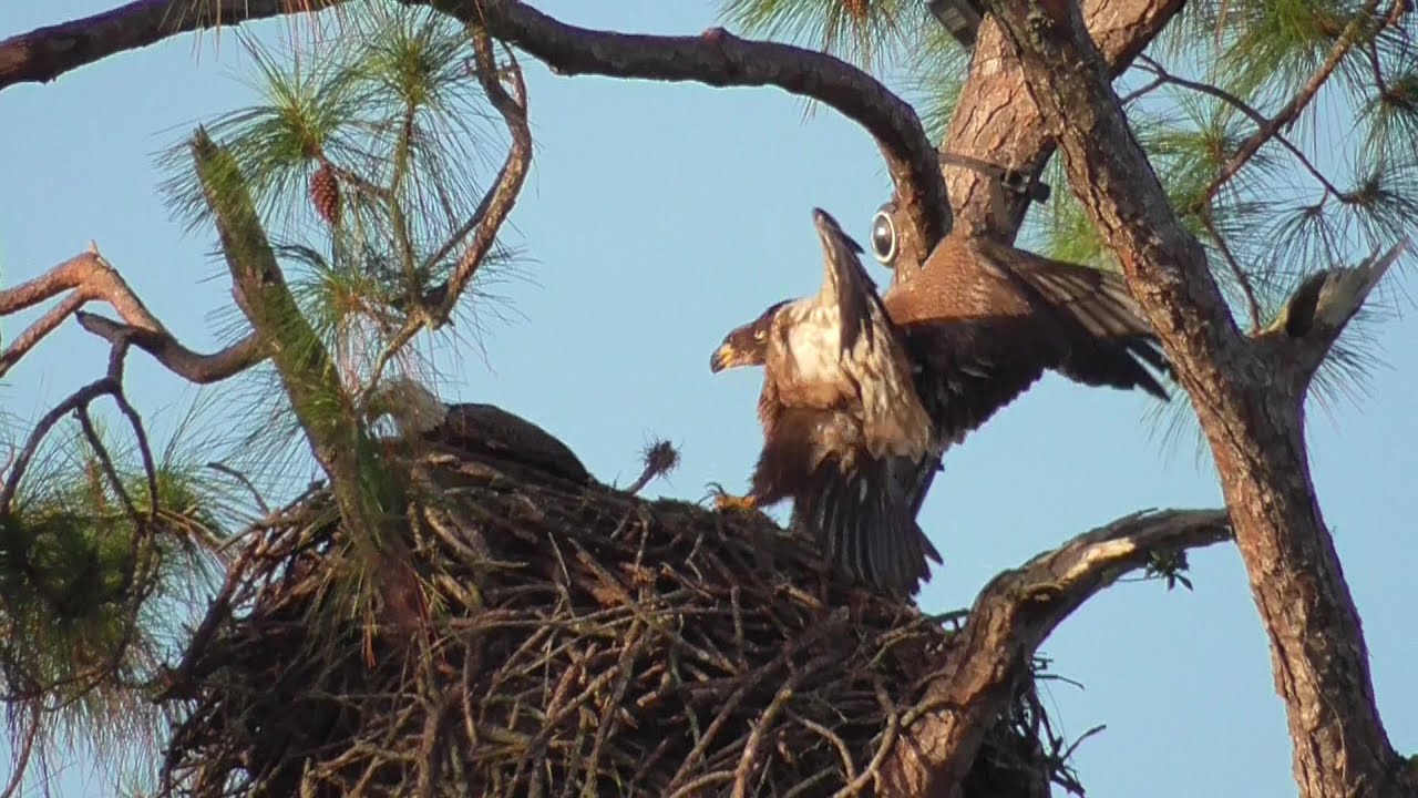 SWFL Eagles_ New Nest Building~ E15 'Mobs' M15 & Stick At Old Nest~ E15 & The Steeple 10-29-20
