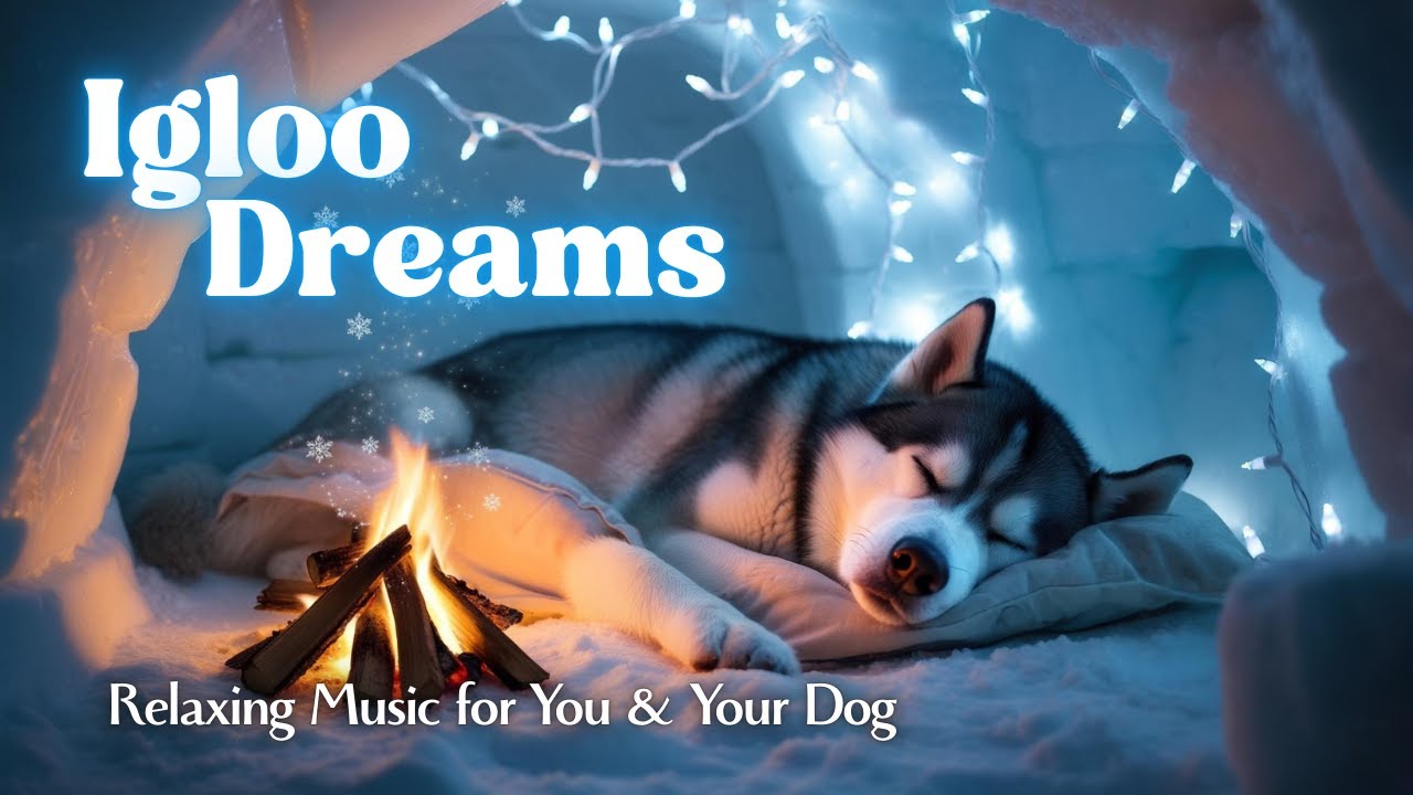 Igloo Dreams ❄️ | 12 Hours of Peaceful Ambience | Dog Relaxation & Calm