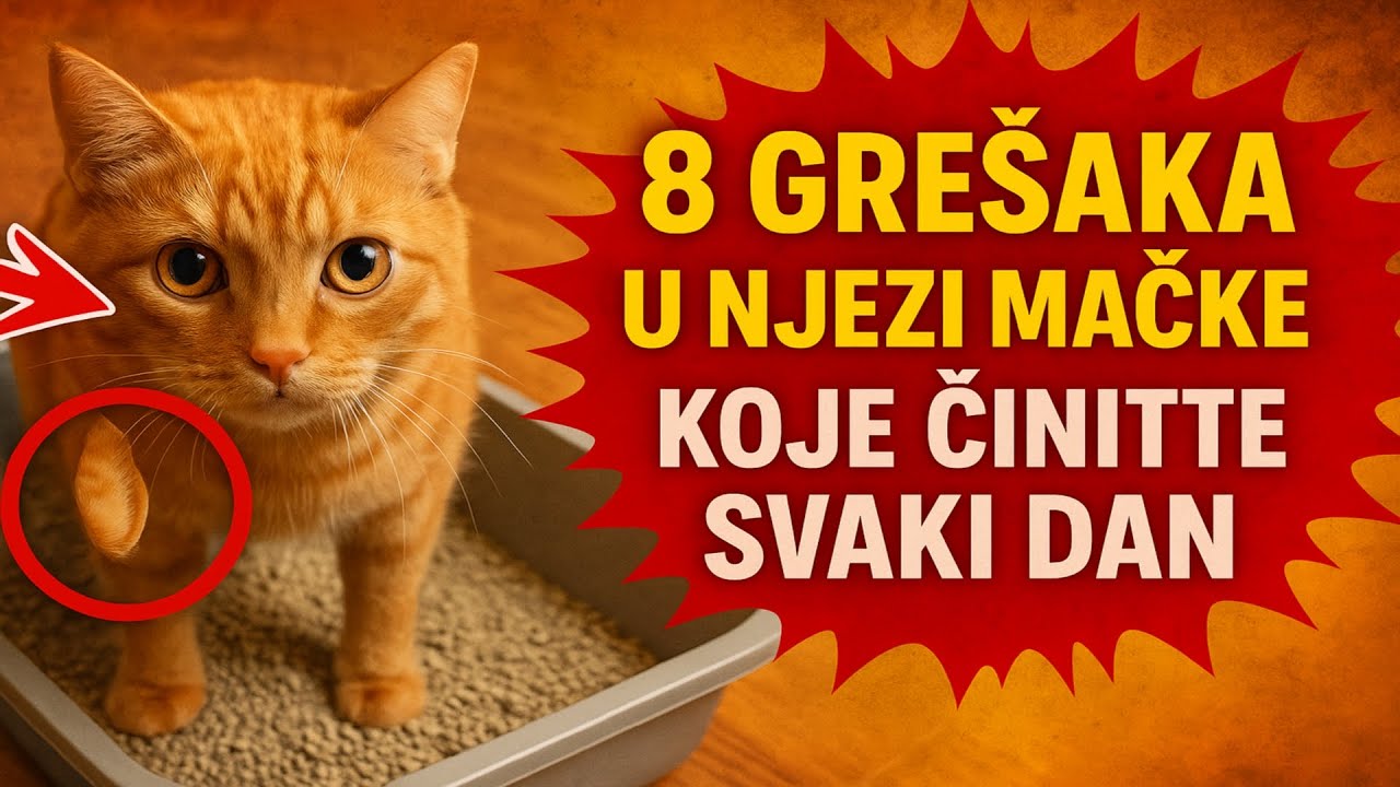 8 grešaka u njezi mačke koje činite SVAKI DAN