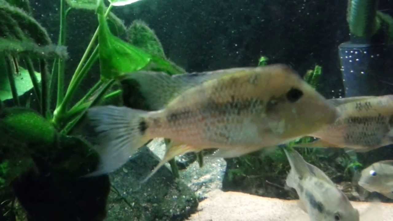 Red Hump Eartheaters (Geophagus steindachneri)