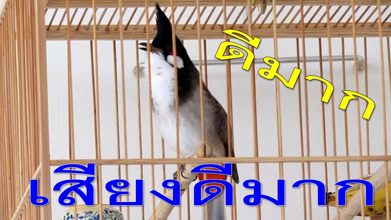 เสียงเรียก!! เสียงนกกรงหัวจุก ยั่วให้นกคึก เสียงนกกรงหัวจุก