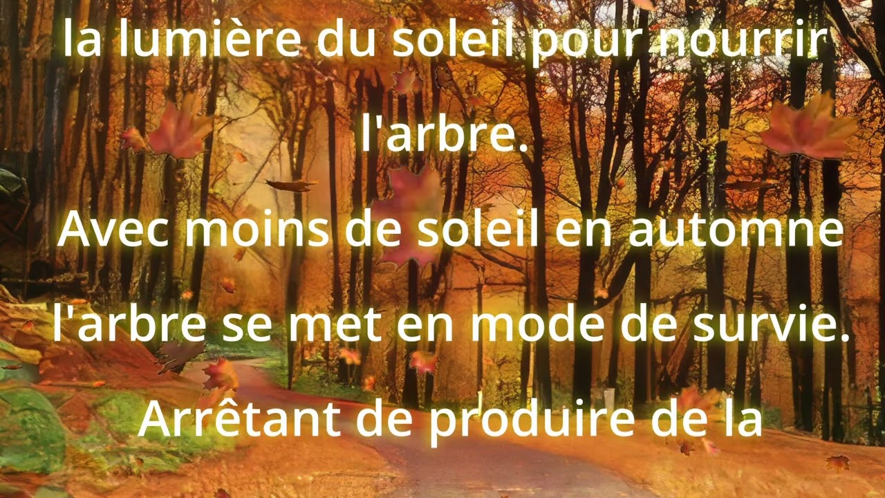 le mystère des feuilles qui tombent