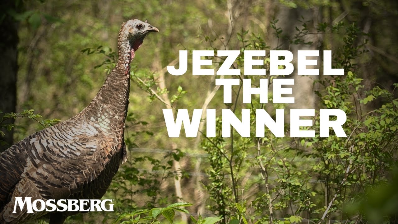 Real Turkey Hen Calling UP CLOSE | Real Turkey Sounds.