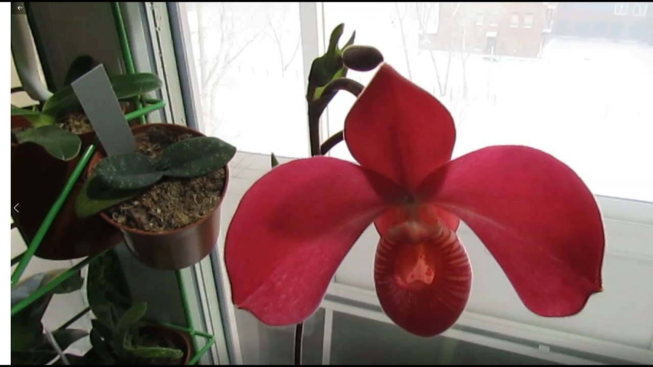 Цветение орхидеи фрагмипедиум (Phragmipedium Peruflora's Cirila Alca)