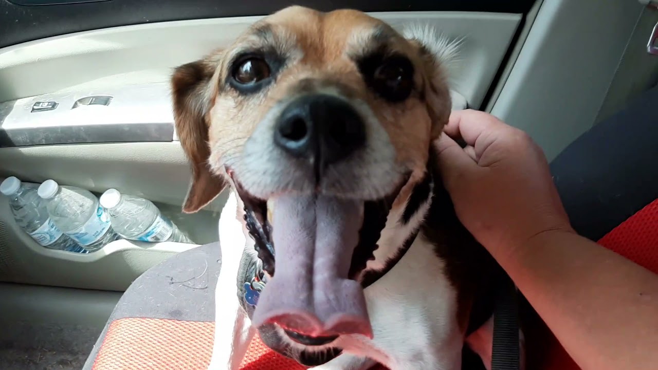 Knee Brace for Dogs with ACL, Knee Cap Dislocation, Arthritis