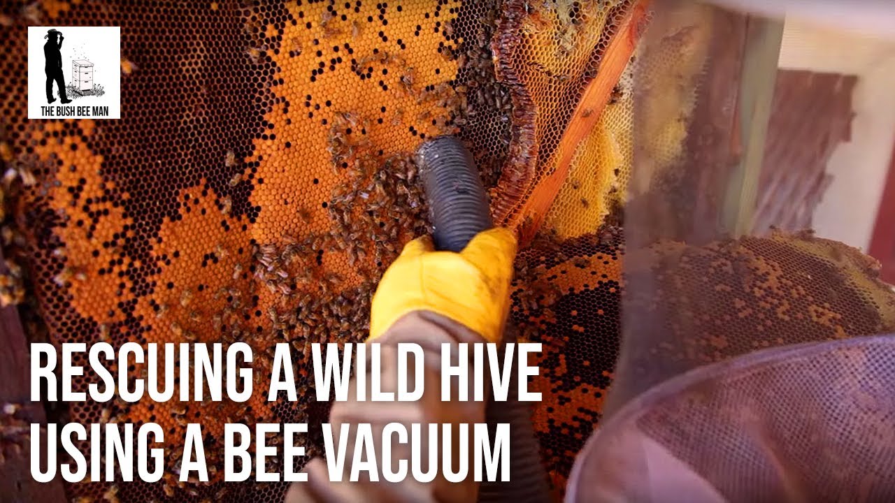 Rescuing a Wild Hive using a Bee Vacuum - The Bush Bee Man