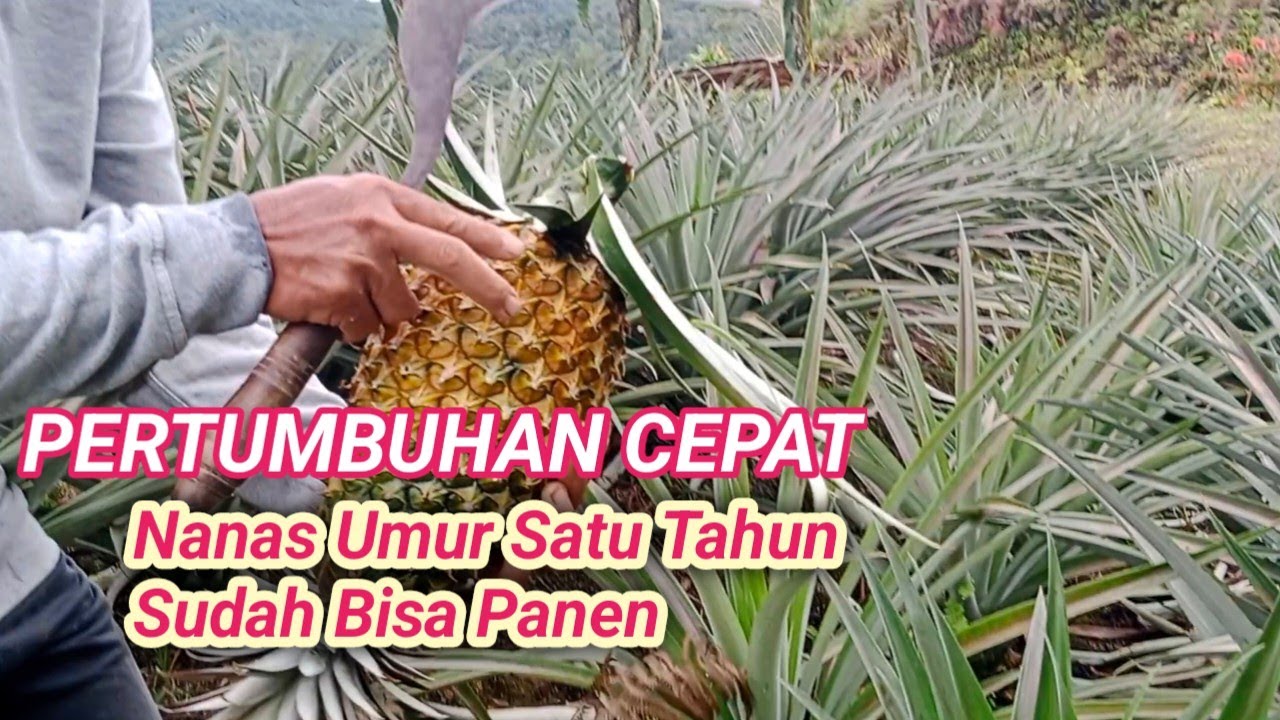Nanas Umur Satu Tahun Sudah Berbuah Dan Ada Yang Sudah Dipanen.