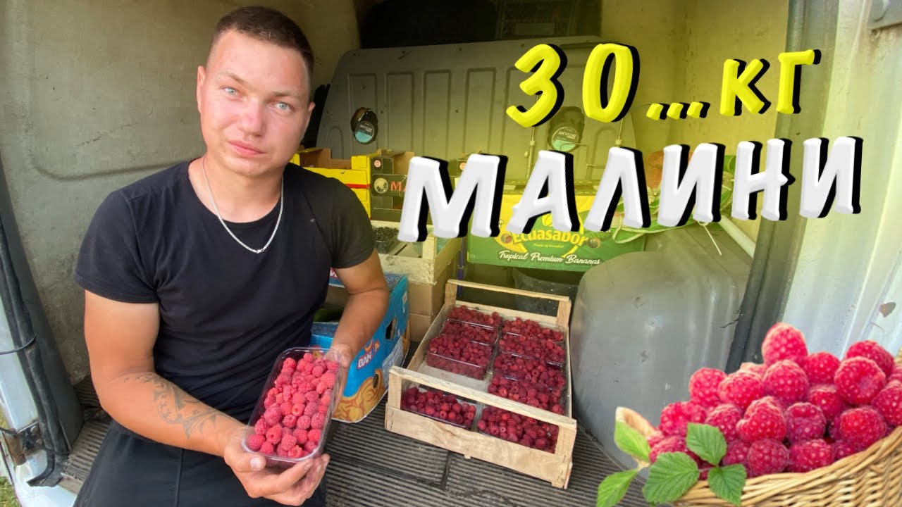 Скільки можна заробити на зборі малини⁉️ Ціна за кг малини⁉️ Як збирати малину під час дощу🌧️