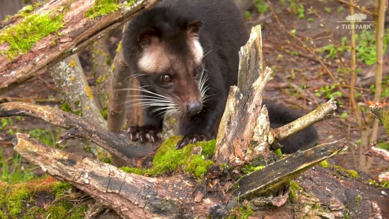 Sumatra-Larvenroller im Tierpark Berlin - White-bearded masked palm civets at Tierpark Berlin