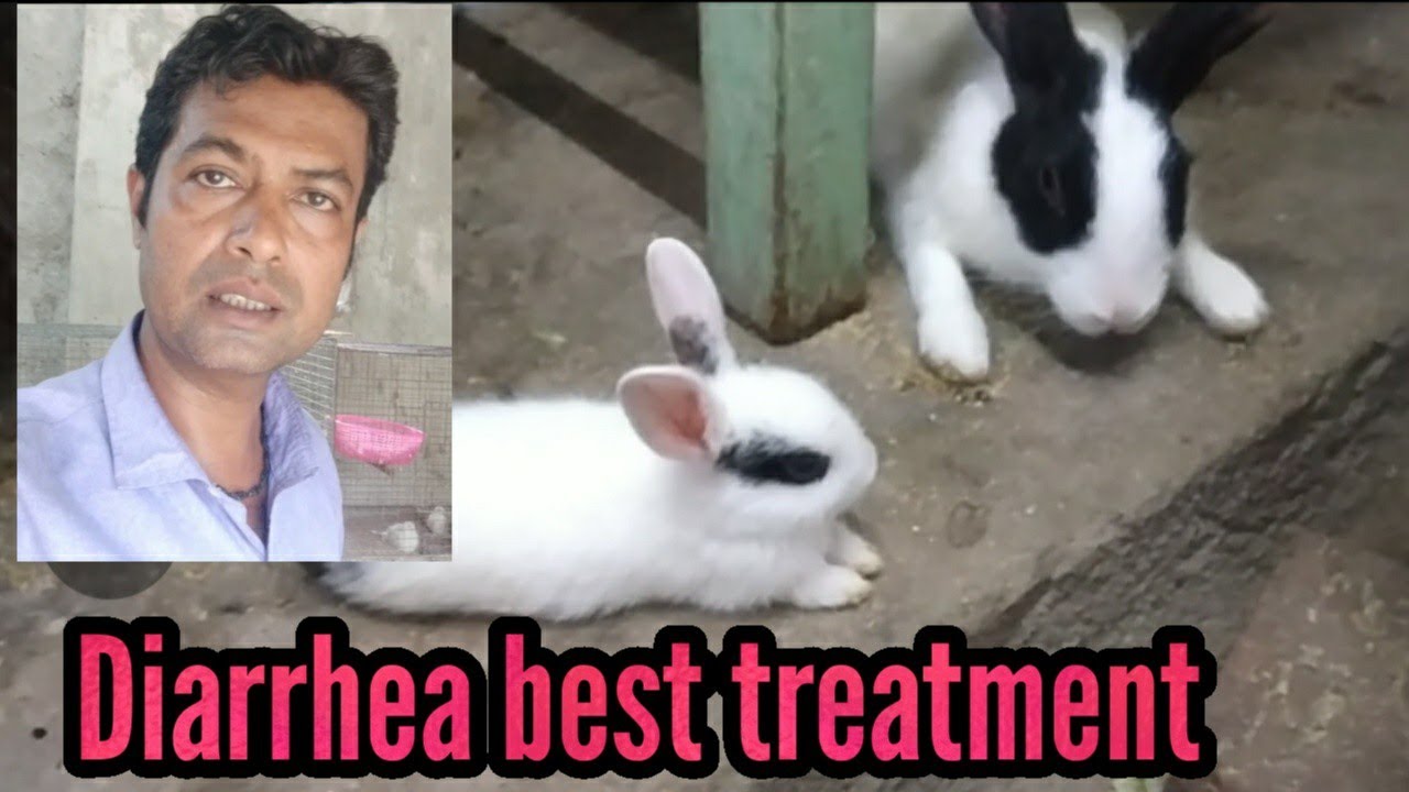 How to  Diarrhea treatment of Rabbit.