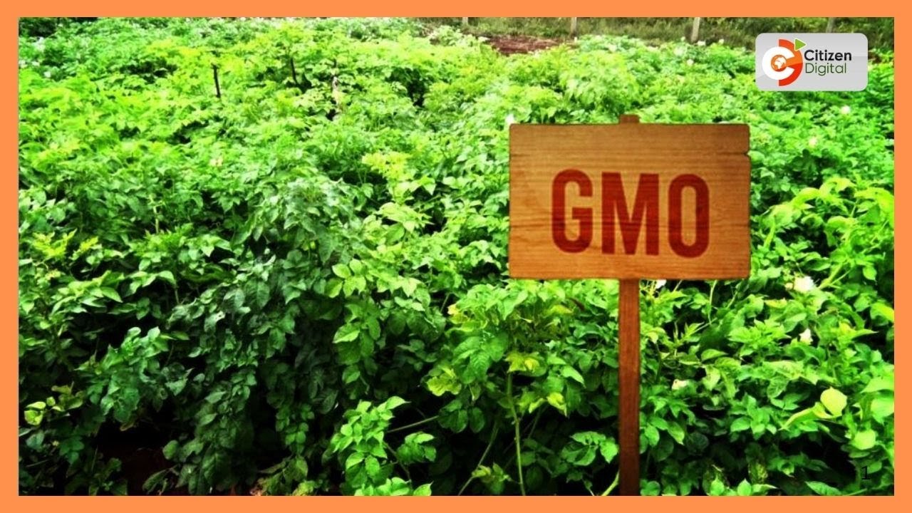 Smart Farm: KALRO&rsquo;s GMO potato to beat blight