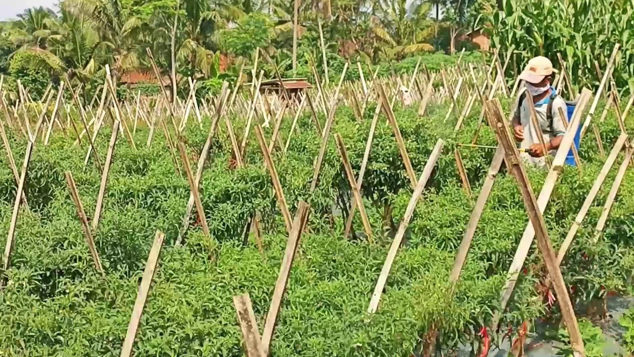 Garden Defense Protocol: How We Spray Chili Rows for Peak Growth #farmersLife #shorts