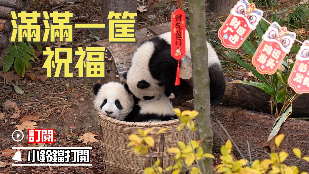 《熊貓早晚安》快來接收來自熊貓界的“年終大禮包” | iPanda熊貓頻道