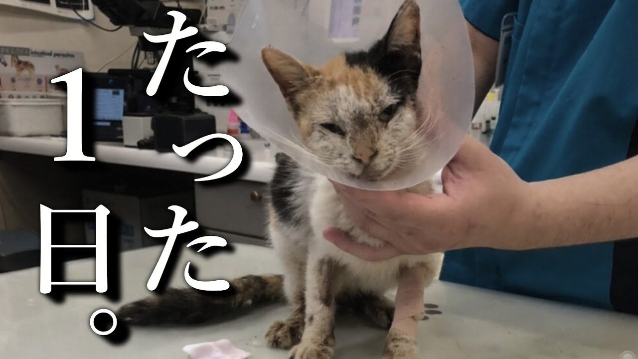 道端で保護した衰弱猫、たった1日で急死。涙の看取り。