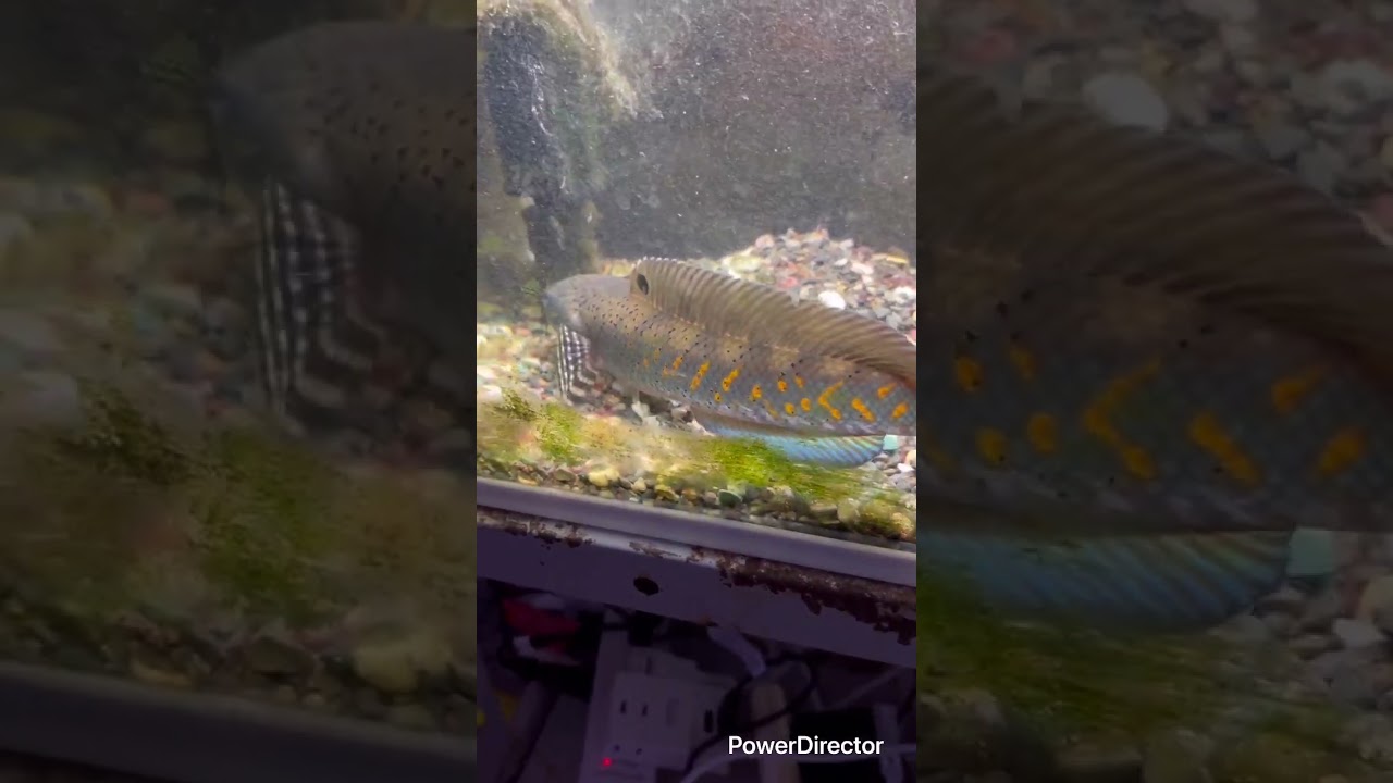 スネークヘッドの覗き窓纏め　