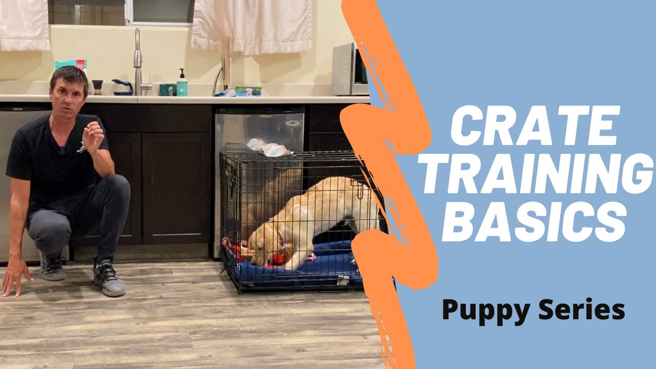 Learn how to effectively crate train your puppy.