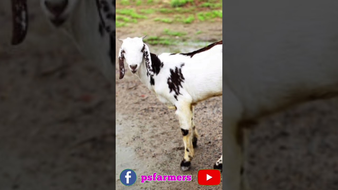 வெள்ளாடு வளர்ப்பில் என்ன செய்தால் சம்பாதிக்க முடியும் தெரியுமா #psfarmers #goatfarming #aduvalarppu