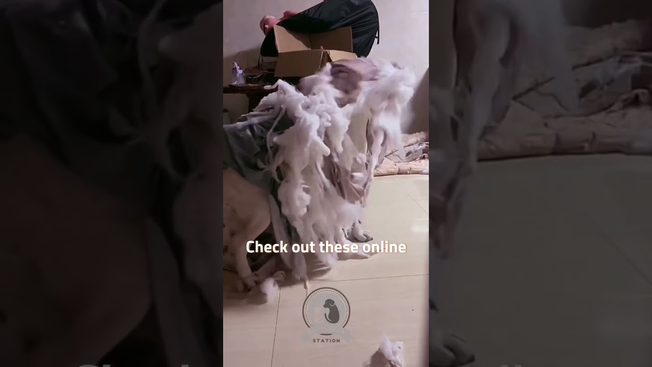 Dog behaving badly: Destruction  mode active. 