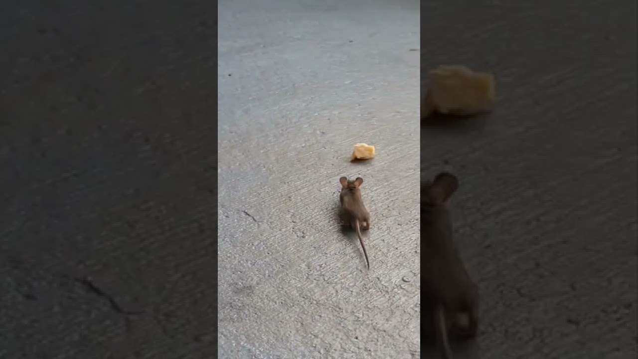 Era mucho  queso para este  rat&oacute;n 🐁 😬