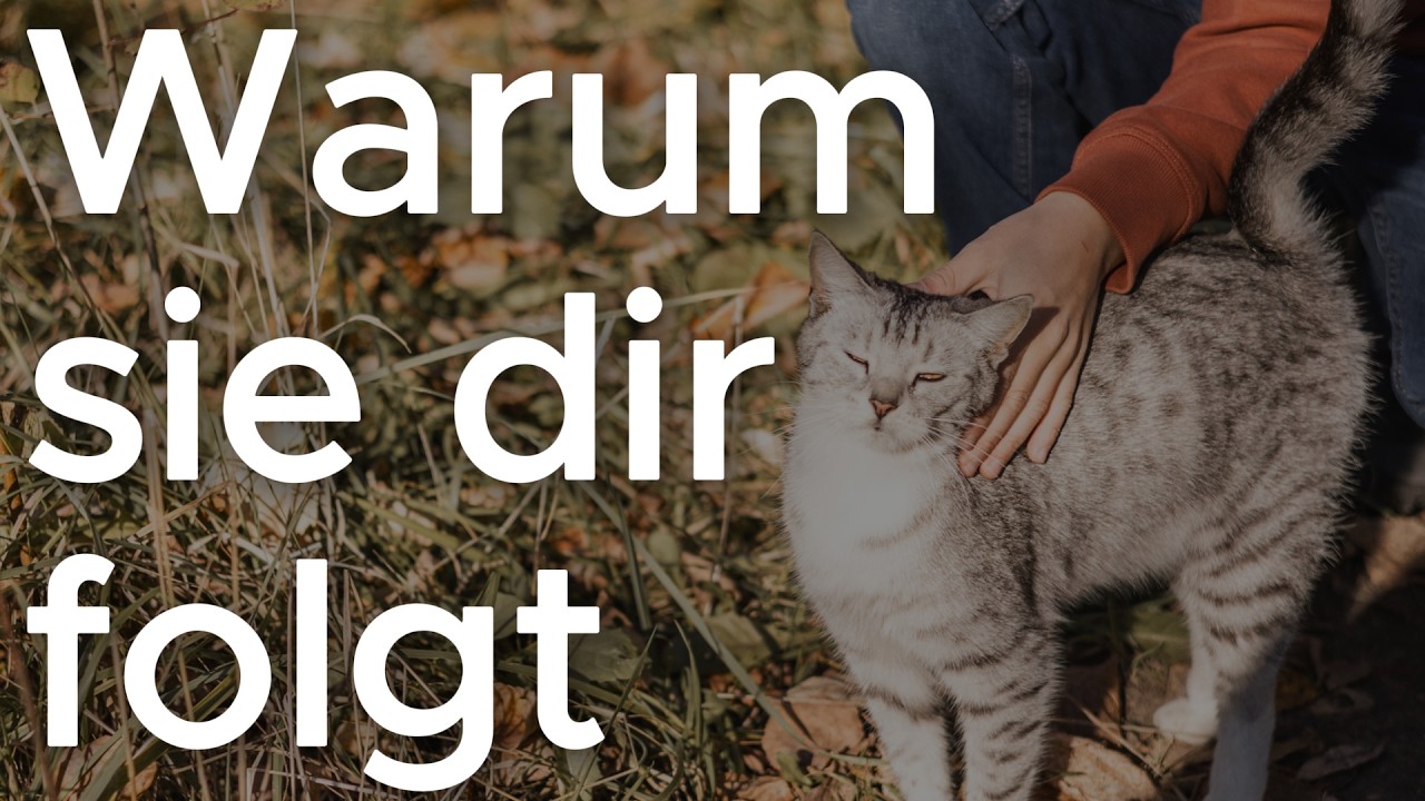 Warum deine Katze dir ständig folgt – das steckt dahinter