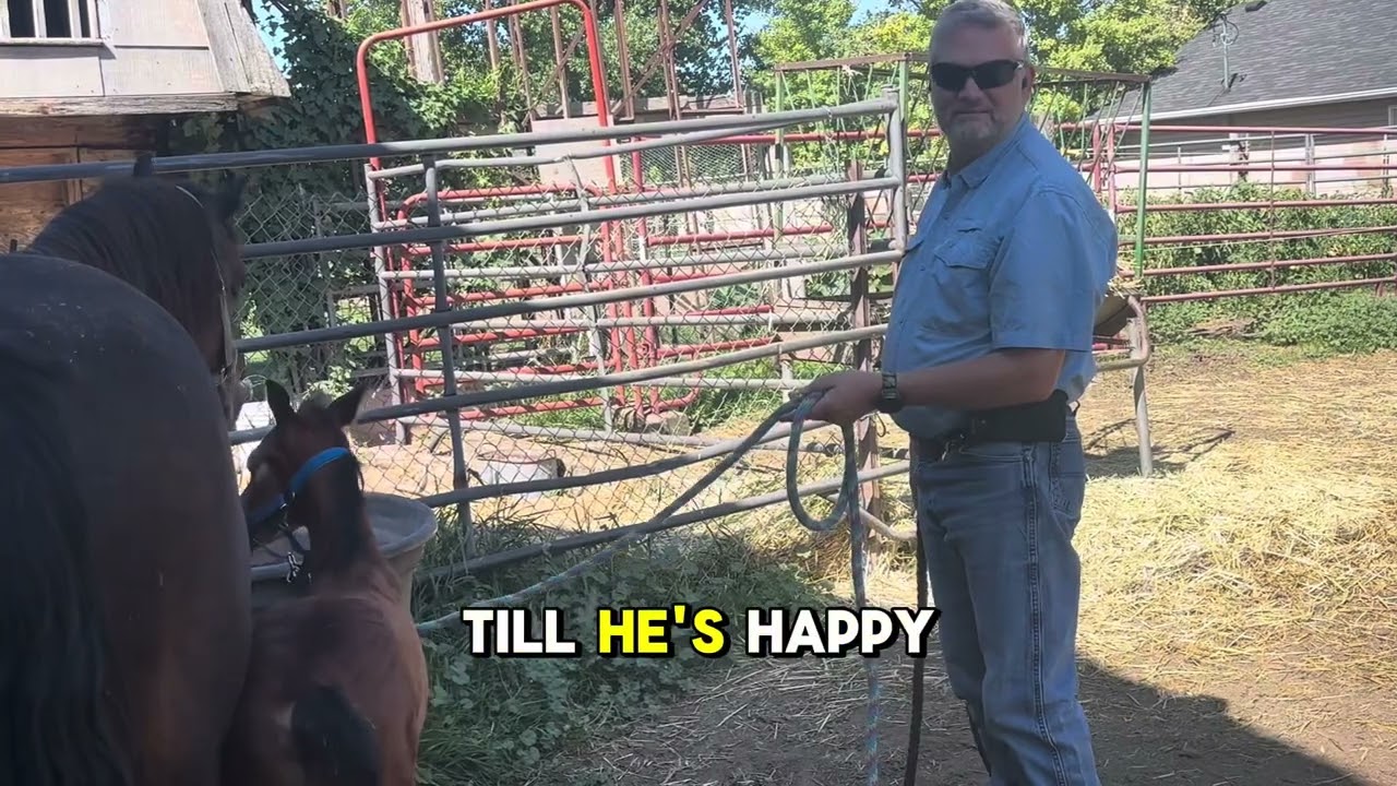 Teaching a week old baby horse to lead
