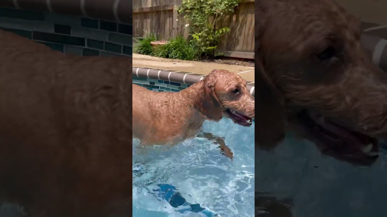 Goldendoodle Moose loves to jump in the pool! #shorts #dog #swimming #waterdog
