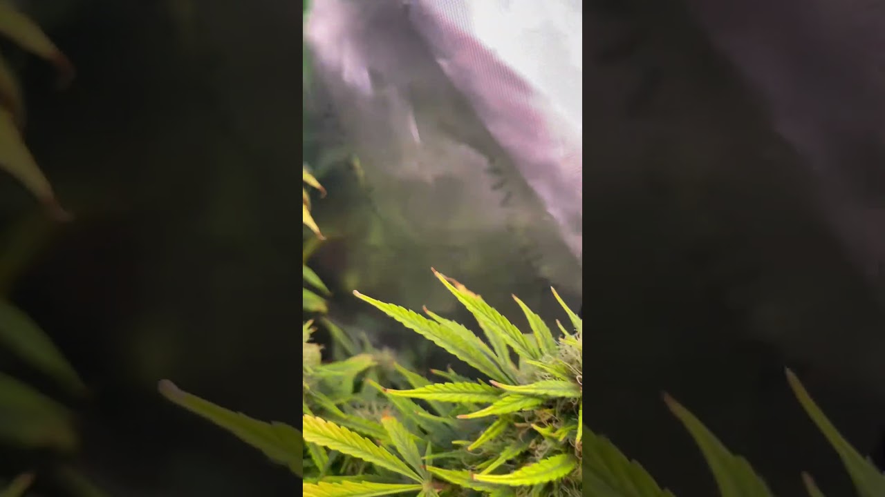 Big buds incoming #farming #indoorplants #followme #cultivation #medical #thc
