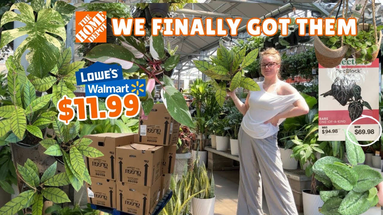 😱НОВИНКА! РЕДКИЕ растения всего за 11 долларов в крупных сетевых магазинах Home Depot и Bi-Mart 🛍️