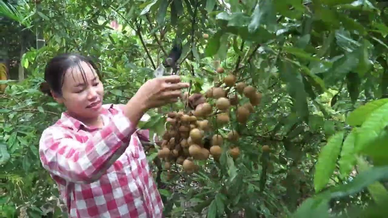 1000+ Longan Harvested - 72 Days to Build a Giant Python Trap and Save the Farm Animals! 🐍🐕🦆