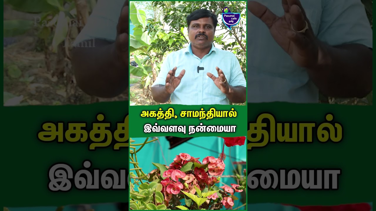 அகத்தி கீரை, சாமந்தி பூவின் நன்மைகள் - Sudagar Krishnan | Home gardening tips Tamil