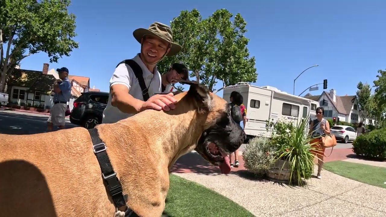 Cash 2.0 Great Dane at the Danish Village in Solvang 12