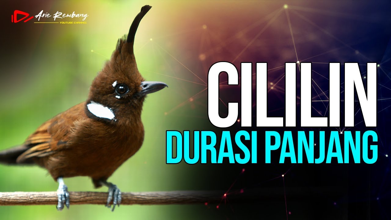 MASTERAN CILILIN GACOR DURASI TEMBAKAN PANJANG