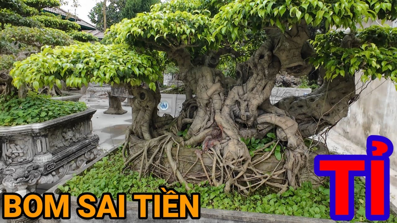 Không ngờ ở đây lại nhiều cây BOM SAI có giá trị 