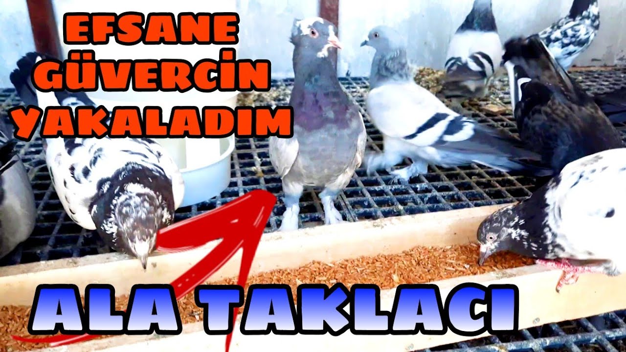 10 TANE KAÇAK GÜVERCİN YAKALADIM. MAVİ ALA TAKLACI SONUNCUSU 🤩