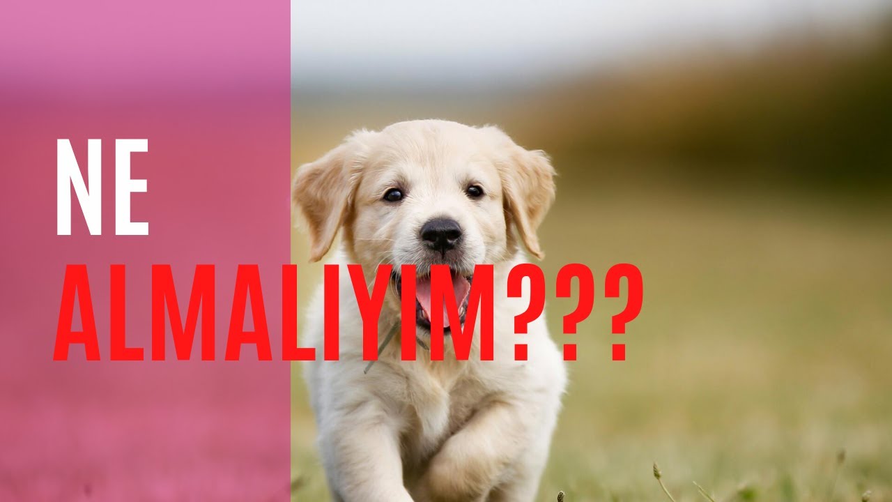 YAVRU KÖPEĞIMİZ İÇİN  ALMAMIZ GEREKEN MALZEMELER VE  ALMAMAMIZ GEREKENLER..