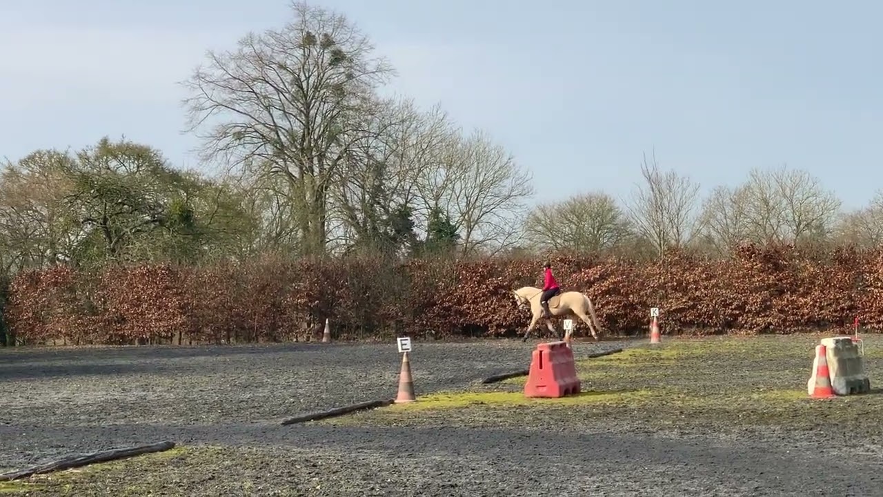 Cheval &agrave; vendre - Cheval hongre lusitanien palomino - equirodi.com