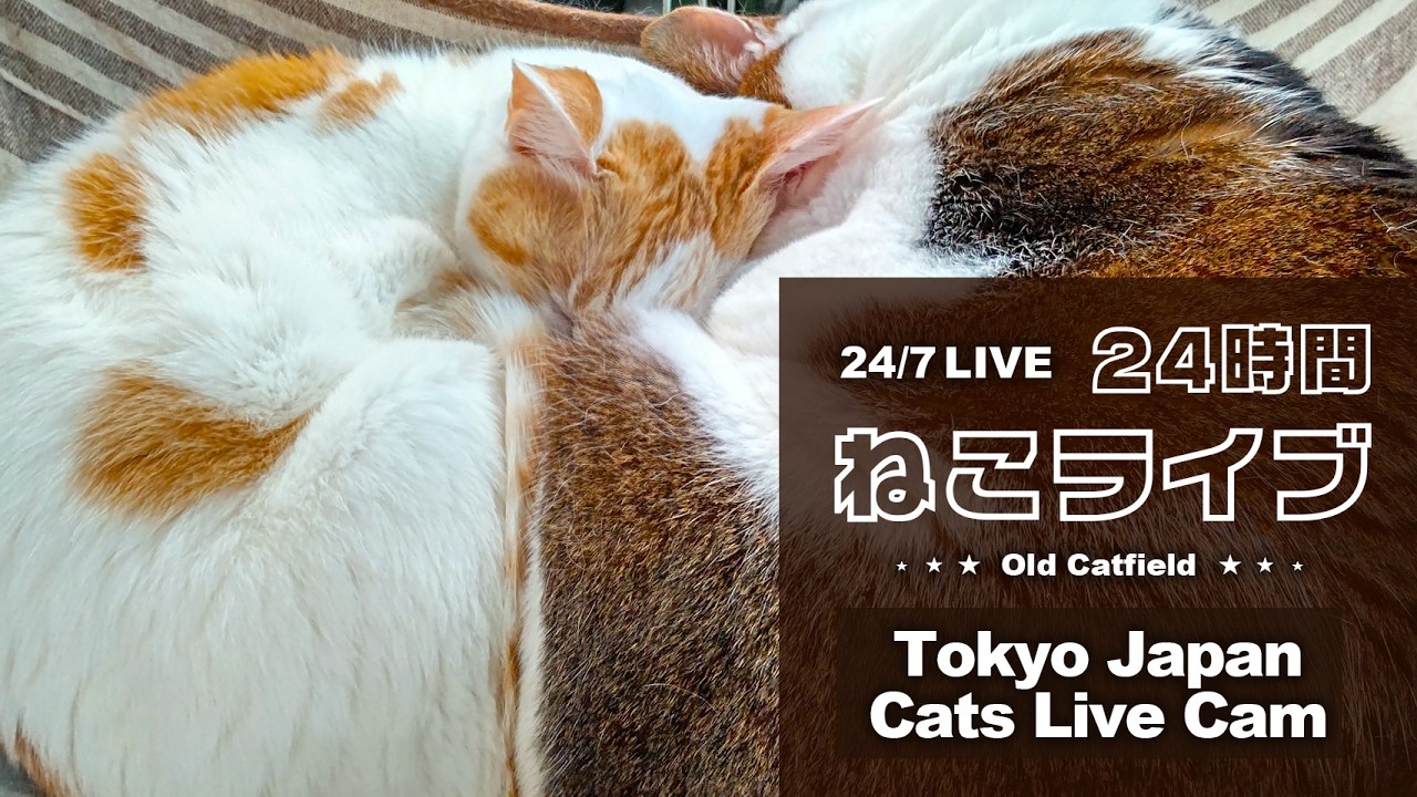 Old Cats Live Cam  - Tokyo Japan 🇯🇵