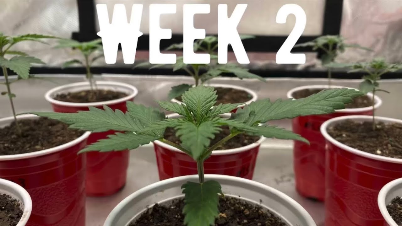 Growing photoperiod cannabis with only grow dots! Week 2
