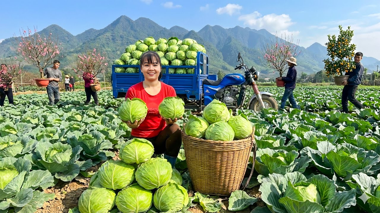 TIMELAPSE -- Harvesting 1000+ Giant Cabbages at the Farm Preparing for Tet | Phương Countryside
