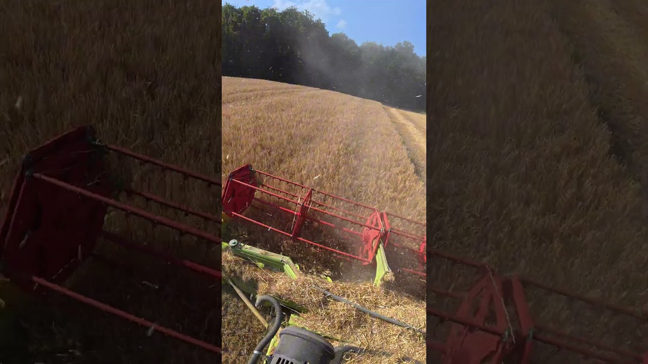 Claas Lexion 6900 z hederem C540 &ndash; żniwa jęczmienia 🌾🚜 #claas #lexion #jęczmień #żniwa
