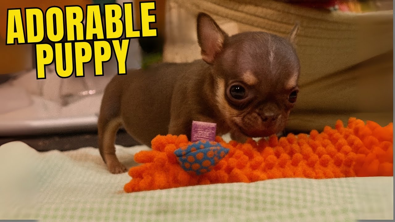 ADORABLE Puppy Gets ANGRY Without His Mom's Hugs?