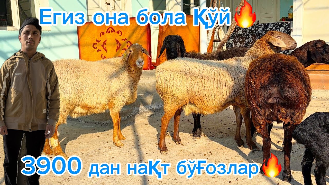 7500 га егиз она бола🔥3900 дан бўғозлар Қўқон